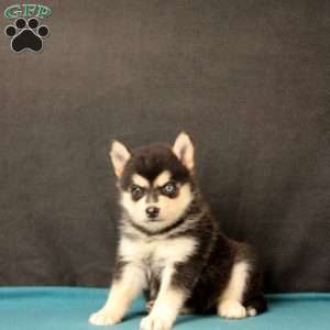 Sarah, Pomsky Puppy